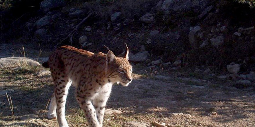 Anadolu'daki yaban hayatı fotokapanlara yansıdı