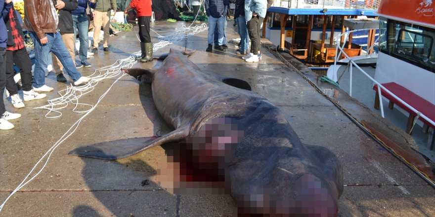 Urla'da 7,5 metrelik ölü köpek balığı ağlara takıldı
