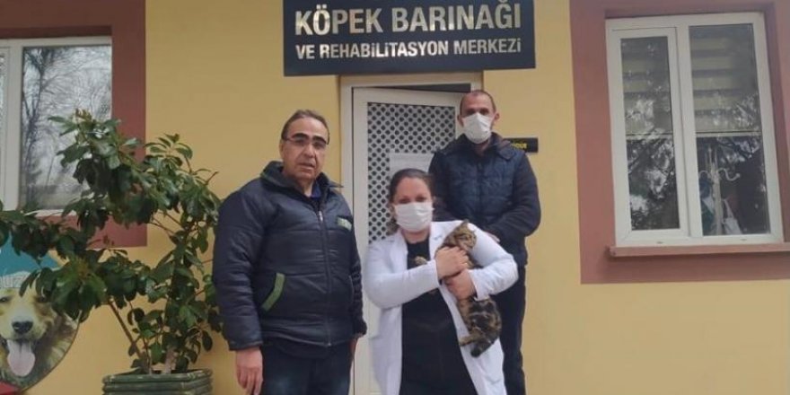 Sopayla eziyet edilen kediye Gaziantep Hayvan Bahçesi sahip çıktı