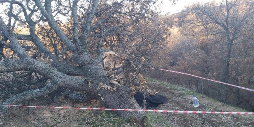 Uşak'ta kestiği ağacın altında kalan kişi öldü