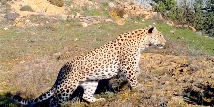 Anadolu leoparı iki ayrı bölgede yeniden görüntülendi