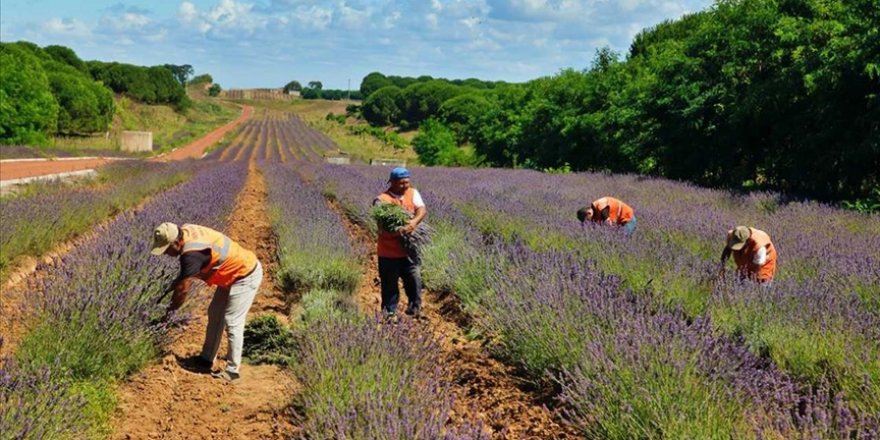 Sakarya Botanik Vadisi'nde üretilen tıbbi ve aromatik bitkilerin yüzde 90'ı ihraç edildi