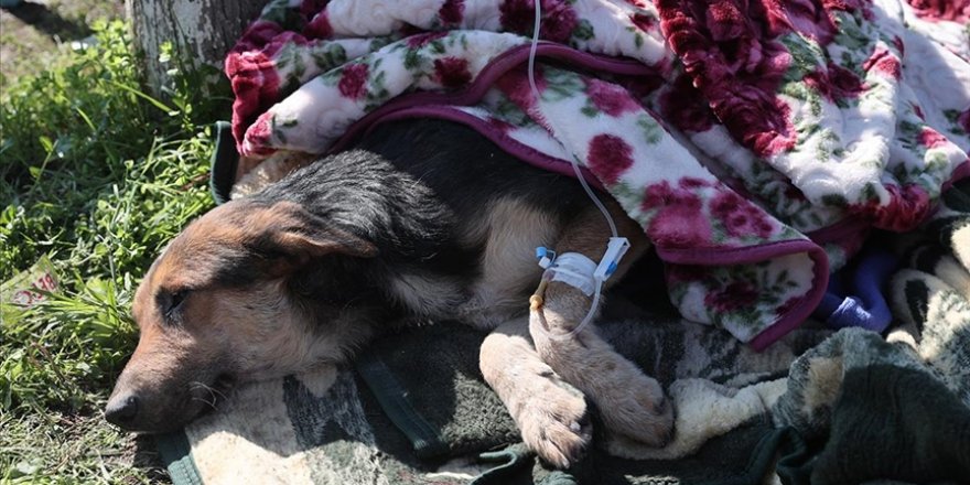 Hatay'da enkaz altından 55 saat sonra bir köpek kurtarıldı