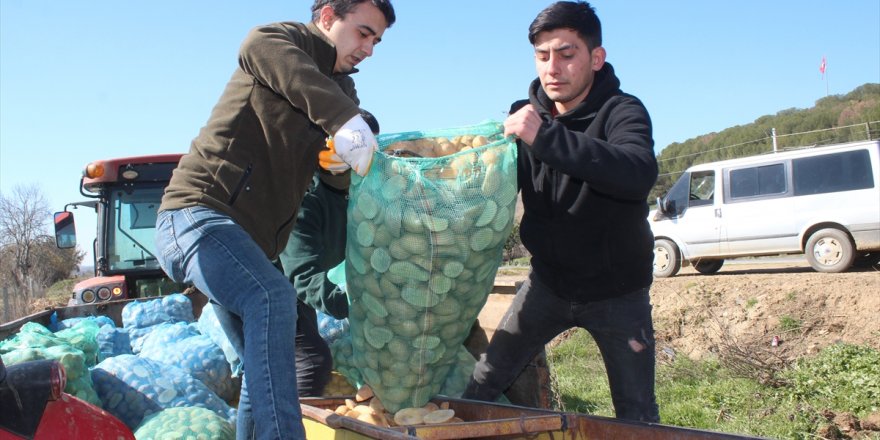 Ödemiş'te üniversite öğrencileri iyi tarım uygulamasıyla patates üretecek