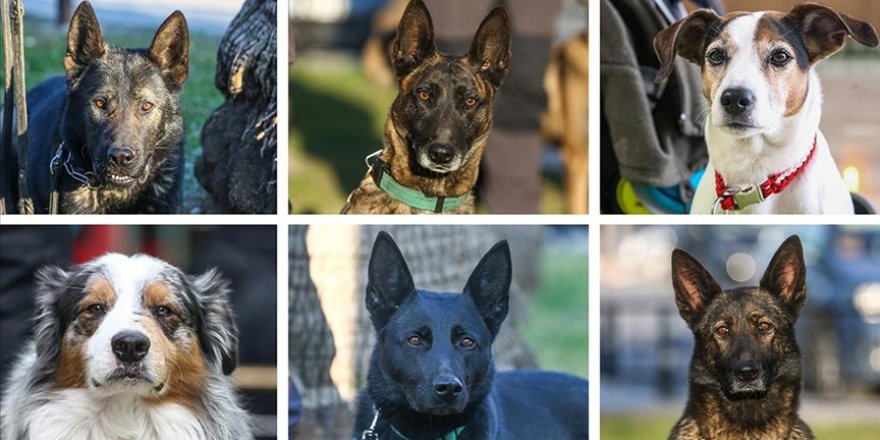 Arama kurtarma köpekleri, hassas burunlarıyla enkaz altındaki yüzlerce cana umut oldu