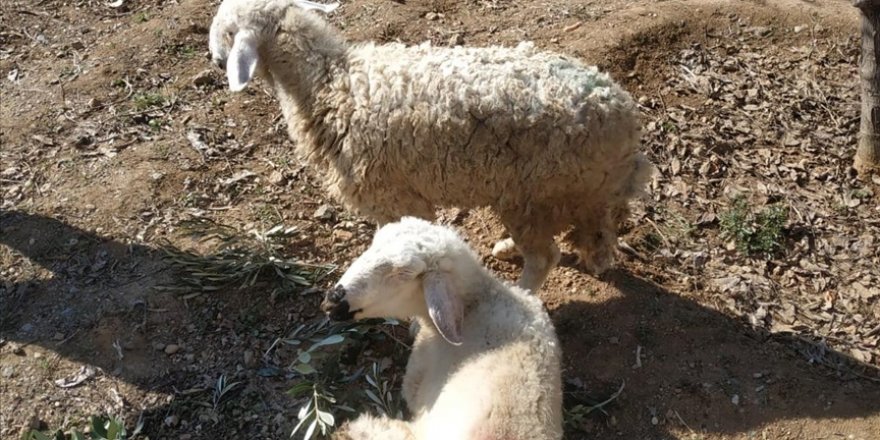 Yıkılan ahırın enkazından iki koyun depremin 17. gününde canlı çıkarıldı