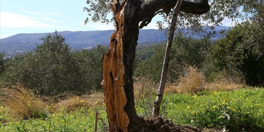 Hatay'da 80 yıllık zeytin ağacı depremde ikiye bölündü