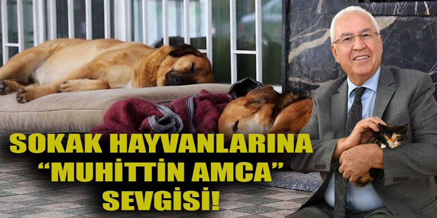 Karabağlar sokak hayvanlarına "Muhittin Amca" sevgisi!