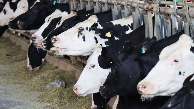 Denizli'de hayvan pazarları şap hastalığı nedeniyle kapatıldı