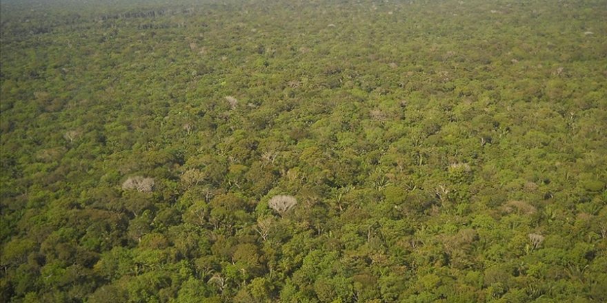Brezilya Amazonlarında şubat ayında "ormansızlaştırma rekoru" kırıldı