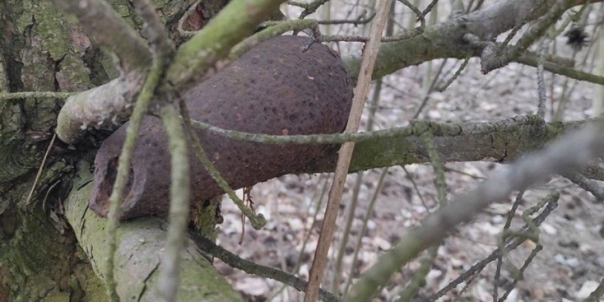 Polonya'da bir ağaçta 2. Dünya Savaşı'ndan kalma bomba bulundu