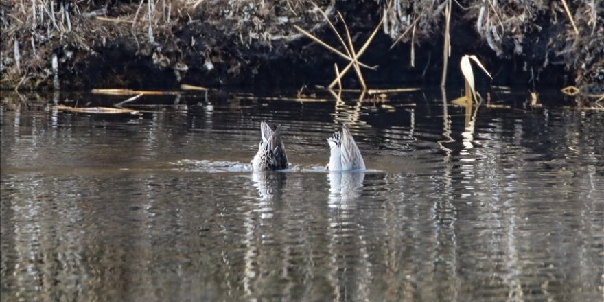 Yaban ördekleri Iğdır'da su altında beslenirken görüntülendi