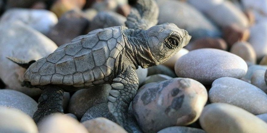 Caretta carettaların üreme alanı 'kesin korunacak hassas alan' ilan edildi