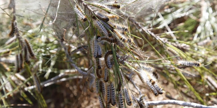 Muğla'da çam kese böceği ile biyolojik mücadele yapılıyor
