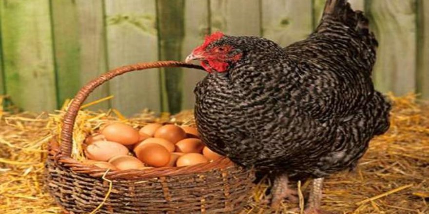 Yumurta fiyatlarında 'kuş gribi' etkisi: Artmaya devam edecek