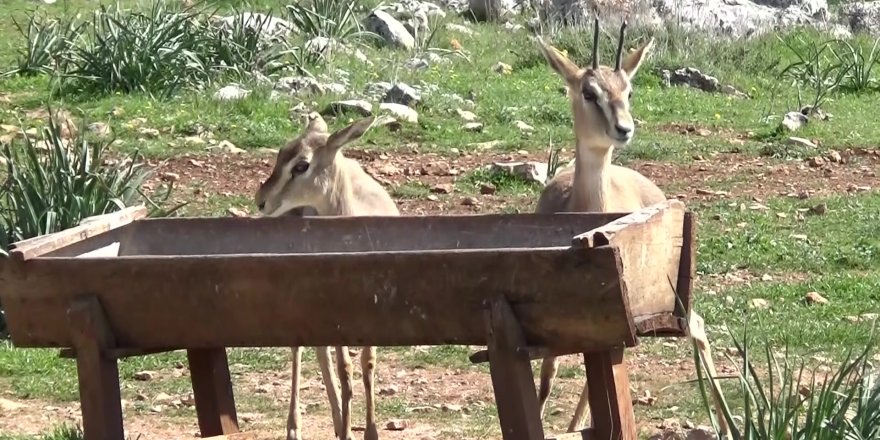 Hatay’da Gazella Gazella’la ceylanlarının sayısı 1141’i buldu