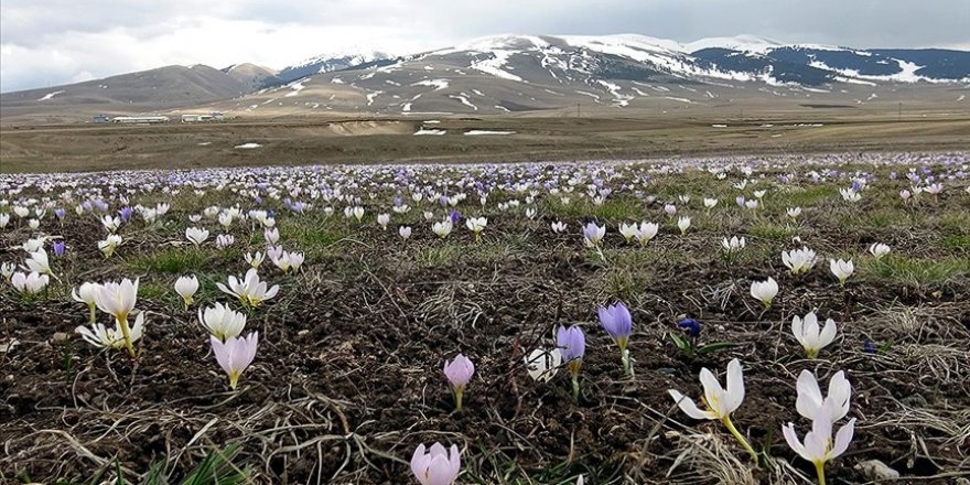 Kars'ta "baharın müjdecisi" kardelenler ve çiğdemler açmaya başladı