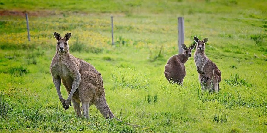 Avustralya'da hükümetin 5 milyon kanguru için çıkardığı 'vur izni' tartışma yarattı