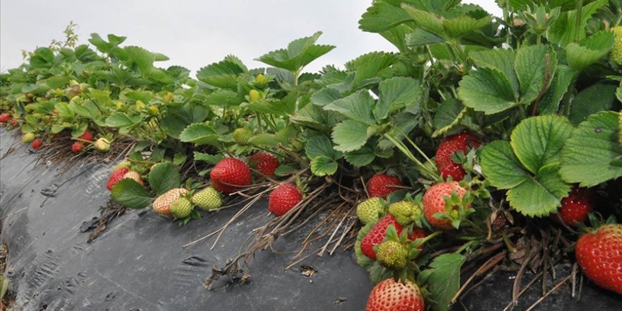 Mersin'de açık alanda üretilen tescilli Silifke çileğinde hasat sezonu başladı