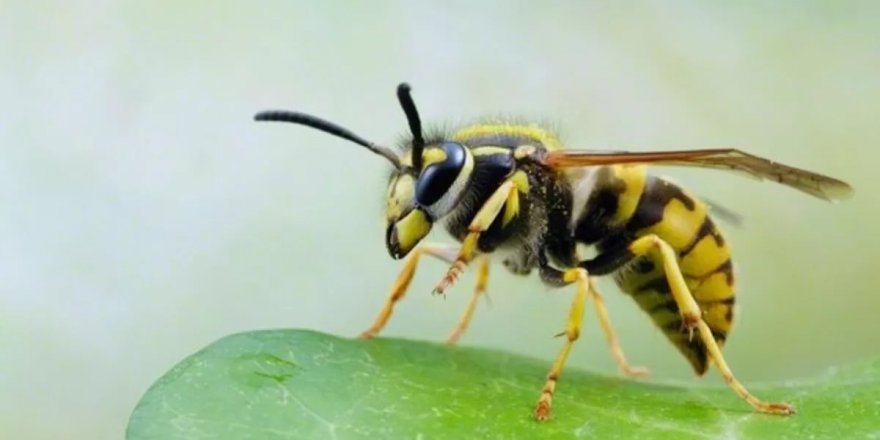 Meksika’da yaban arıları insanlara saldırdı: 1 ölü