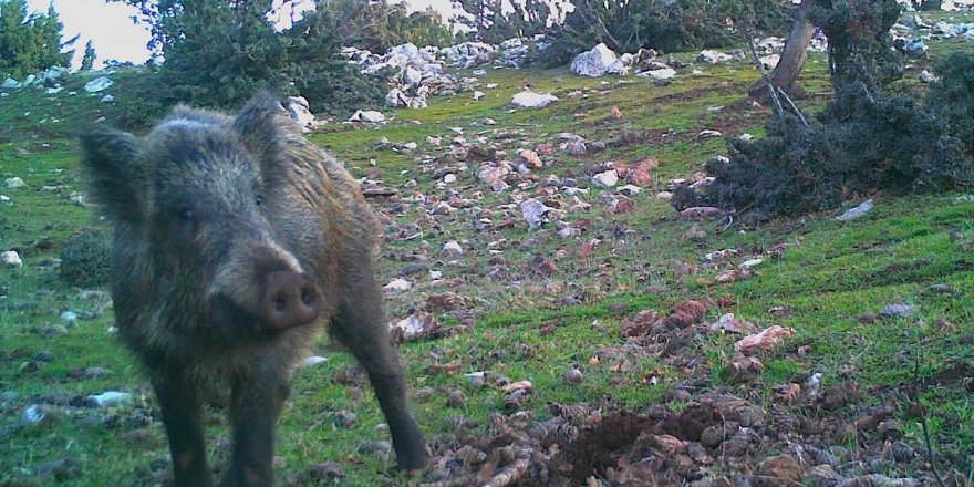 Manisa'daki yaban hayatı foto kapanlarla görüntülendi