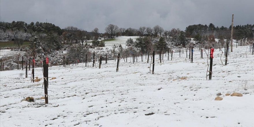 Karabük'ün elma ve armut türleri koruma altına alındı