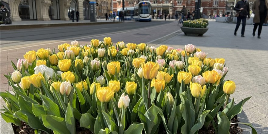 Amsterdam'da laleler sokakları süslemeye başladı