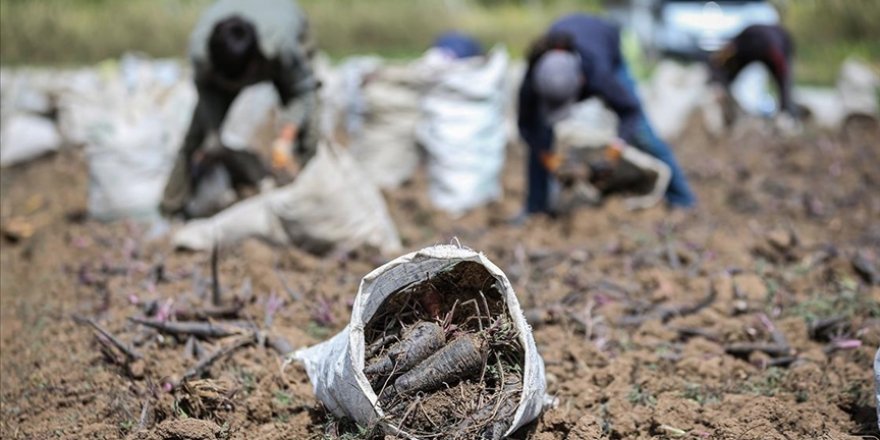 Depremin vurduğu Hatay'ın tescilli siyah havucunda rekolte artışı bekleniyor