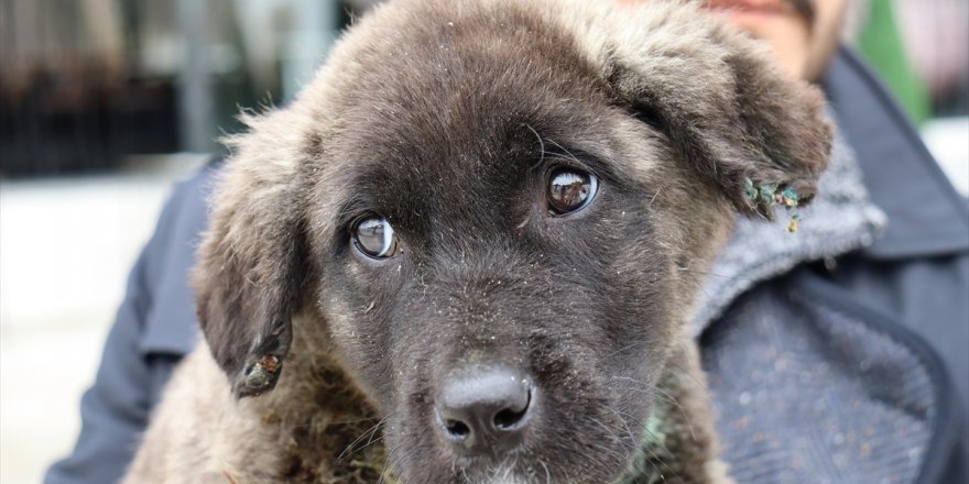 Denizli'de işkence gördüğü belirlenen köpek yavrusuyla ilgili suç duyurusu