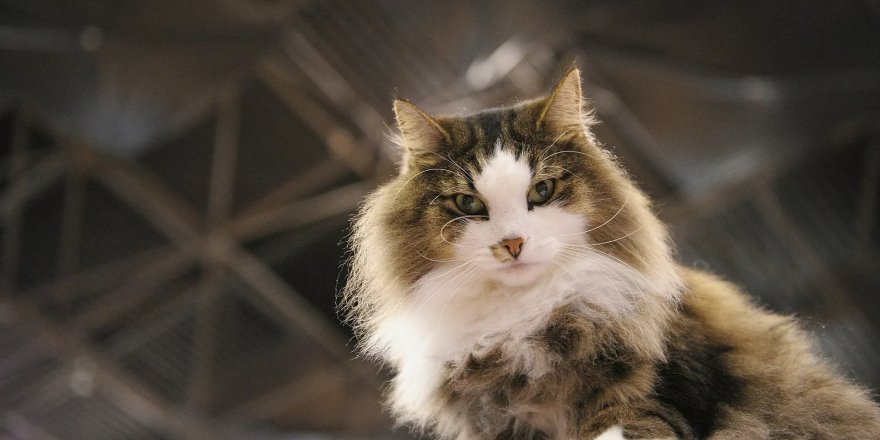 Kadıköy'de toplu kedi ölümleriyle ilgili inceleme başlatıldı