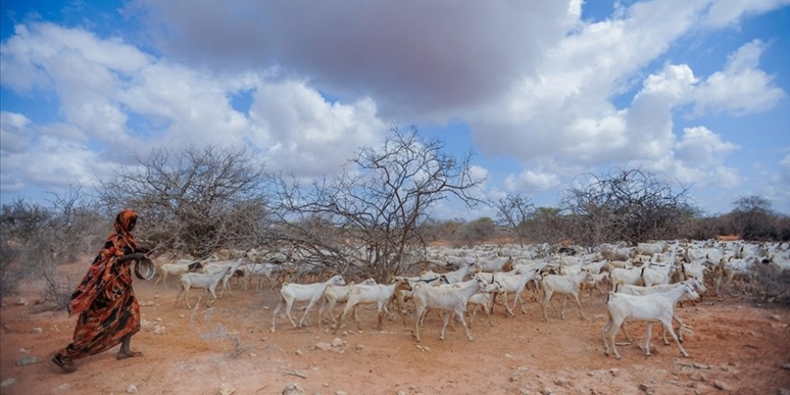 Kenya'da kuraklık nedeniyle 4 milyona yakın insan acil gıdaya ihtiyaç duyuyor