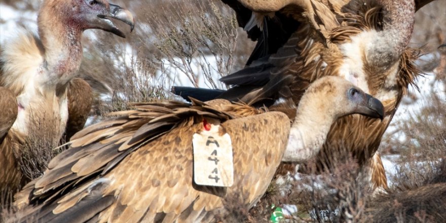 Afyonkarahisar'da 2 kızıl akbaba fotoğraflandı