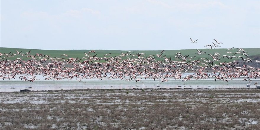 Gelingüllü Barajı flamingoların yaşam alanı oldu