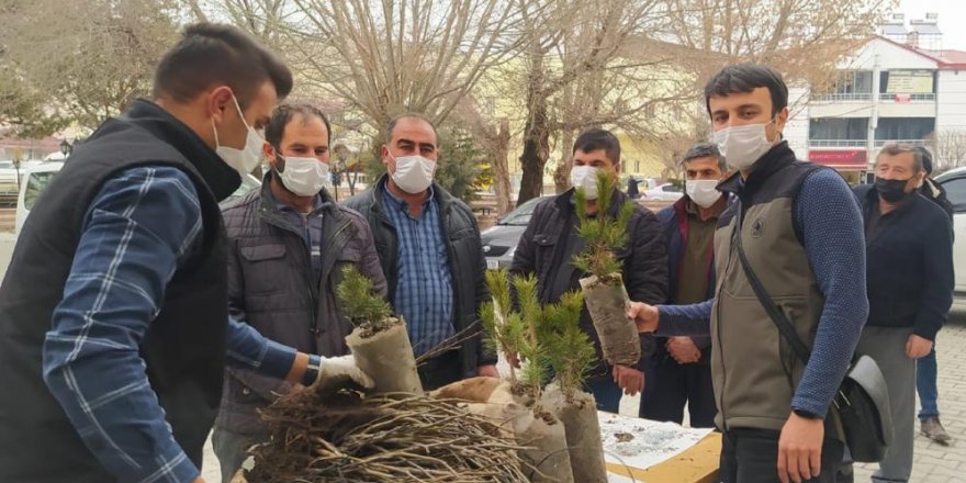 Sivas’ın Gürün ilçesinde Ormancılık Haftası dolayısıyla vatandaşlara 500 ceviz ve 150 sarıçam fidanı dağıtıldı