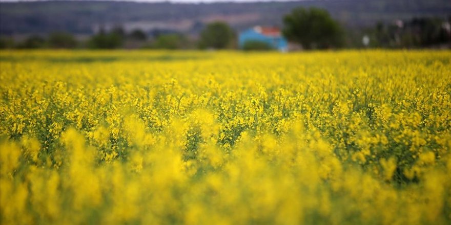 Trakya'da kanola çiçeklenme döneminde tarlaları sarıya boyadı