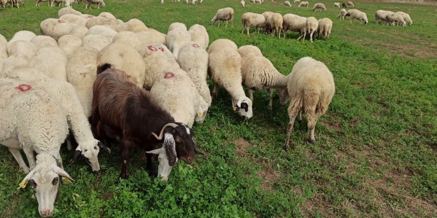 Afyonkarahisar'da hayvan otlatma kavgasında 3 kişi yaralandı