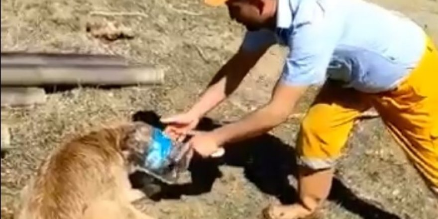 Kafası bidona sıkışan köpeği vatandaş kurtardı