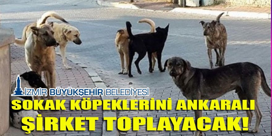 Ankaralı şirket, İzmir'de 3 ay sokak köpeklerini toplayacak!