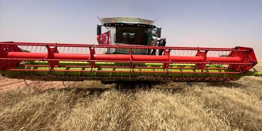 Cezayir çölünde tarım yapan Türk şirketi ilk hasadına başladı