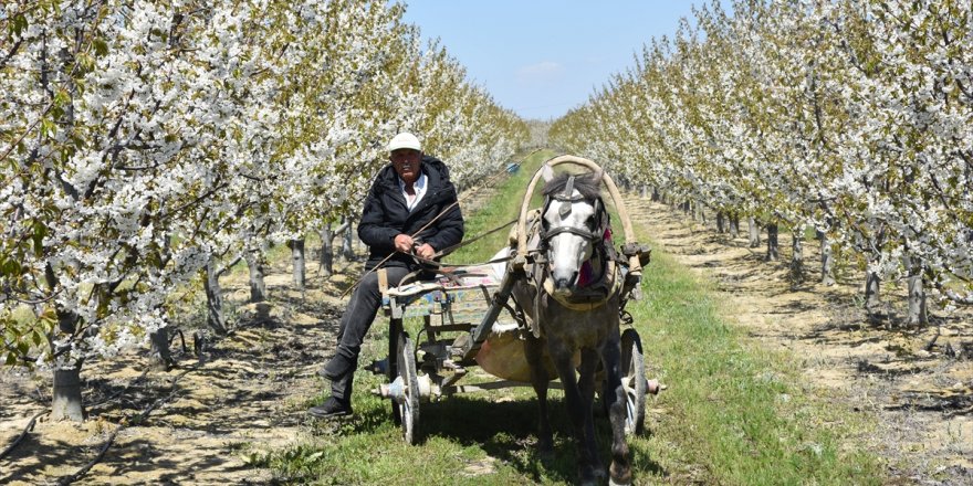 Afyonkarahisar'da 4. Geleneksel Sultandağı Kiraz Çiçeği Foto Safari etkinliği yapıldı