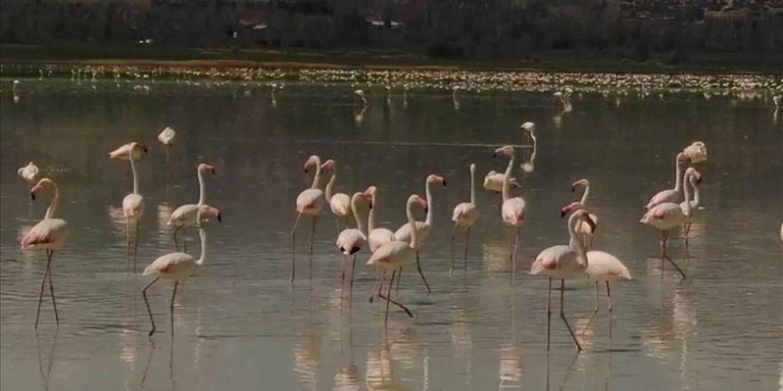 Burdur'daki Yarışlı Gölü'nü flamingolar hareketlendirdi