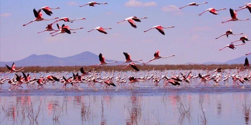 Akgöl sazlıkları flamingolarla hareketlendi