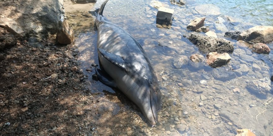 Bodrum'da ölü yunus sahile vurdu