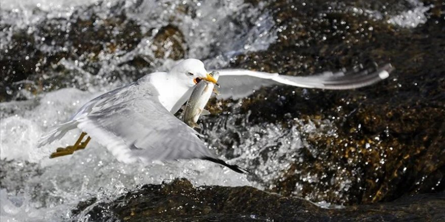 İnci kefalinin Van Gölü'nden tatlı sulara göçü başladı