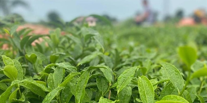 ÇAYKUR, 2023 yılı yaş çay sezonunu açtı