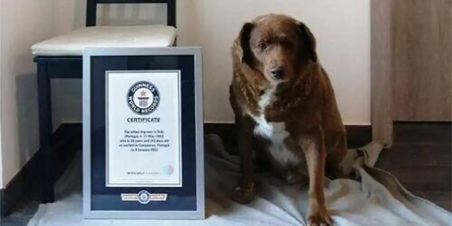 İyi ki doğdun Bobi: Dünyanın en yaşlı köpeği 31. yaşgününü kutladı