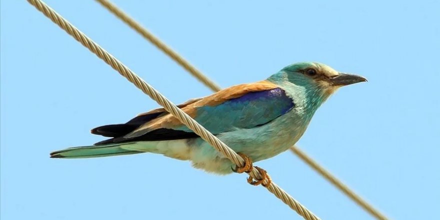 Ağrı Dağı eteğindeki Erhacı Sulak Alanı'nda belirlenen kuş türü 94'e yükseldi