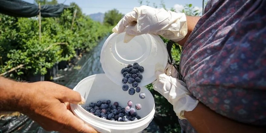 Saksılarda üretilerek ihracatı da yapılan mavi yemişe talep artıyor