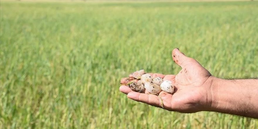 Şanlıurfa'da dolu yağışı ekili tarlalara zarar verdi