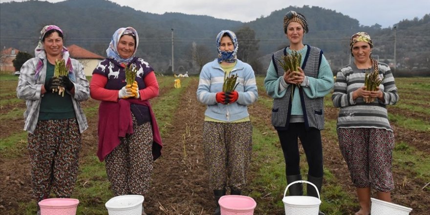 Antalya'da girişimci kadın, ürettiği kuşkonmazı yurt dışına da ihraç ediyor